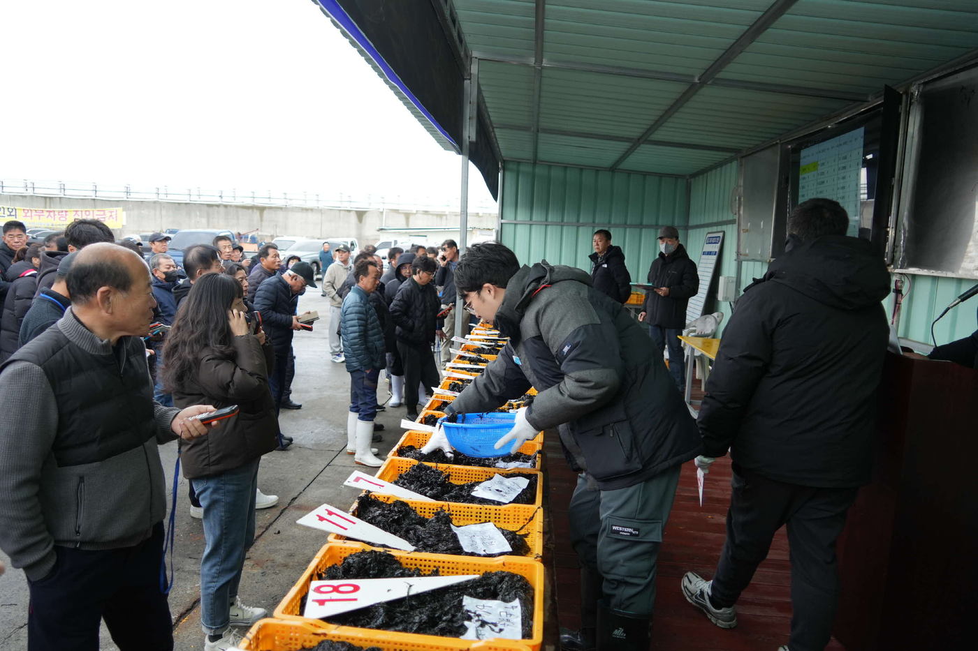 서천군 물김 위판장 모습.(군 제공. 재판매 및 DB금지)/뉴스1