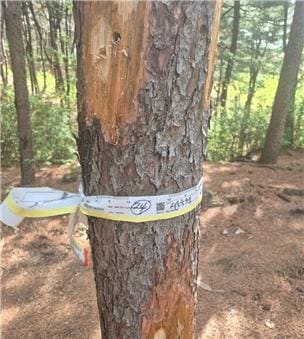 감염목(서울시 제공)