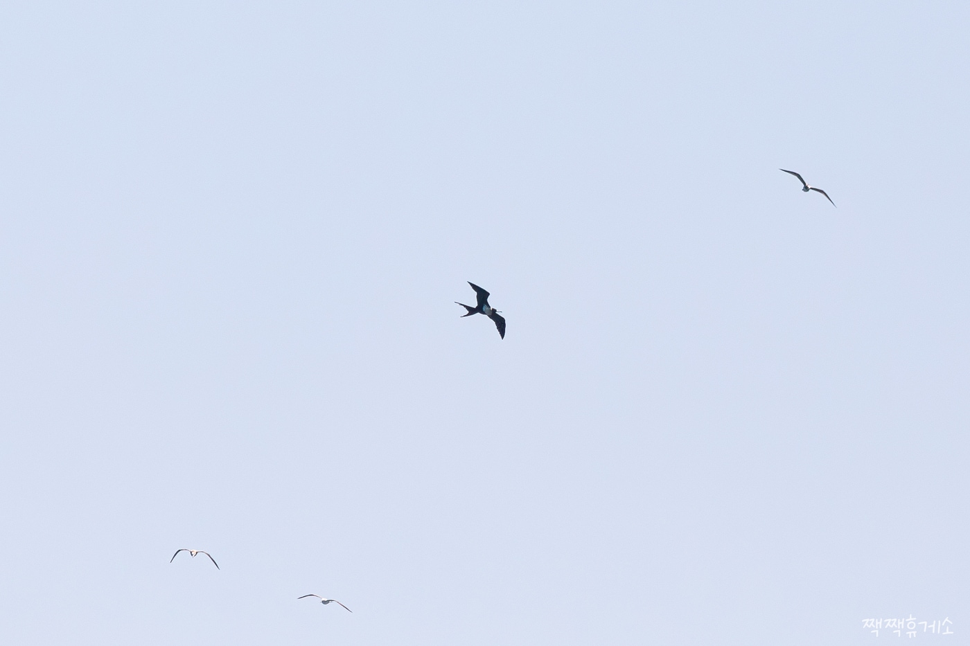 지난 7일 울산 동구 대왕암공원 해변 바위 근처를 나는 군함조. (홍승민 짹짹휴게소 대표 촬영, 울산시 제공. 재판매 및 DB 금지) /뉴스1 
