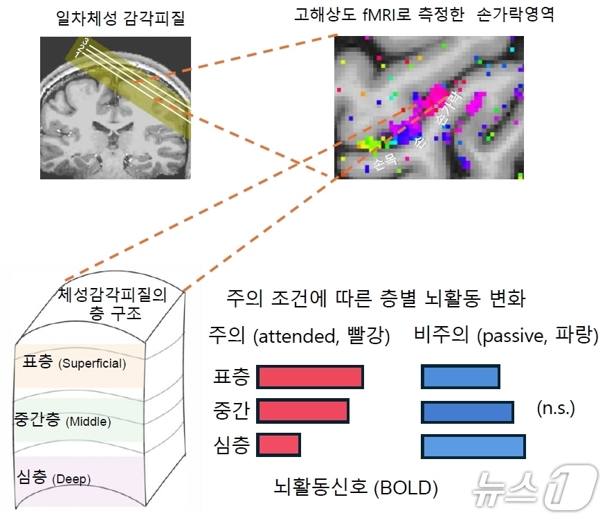 "무대 조명 조절하듯 사람 뇌도 감각 신호 선택적 조절" - 뉴스 썸네일 이미지
