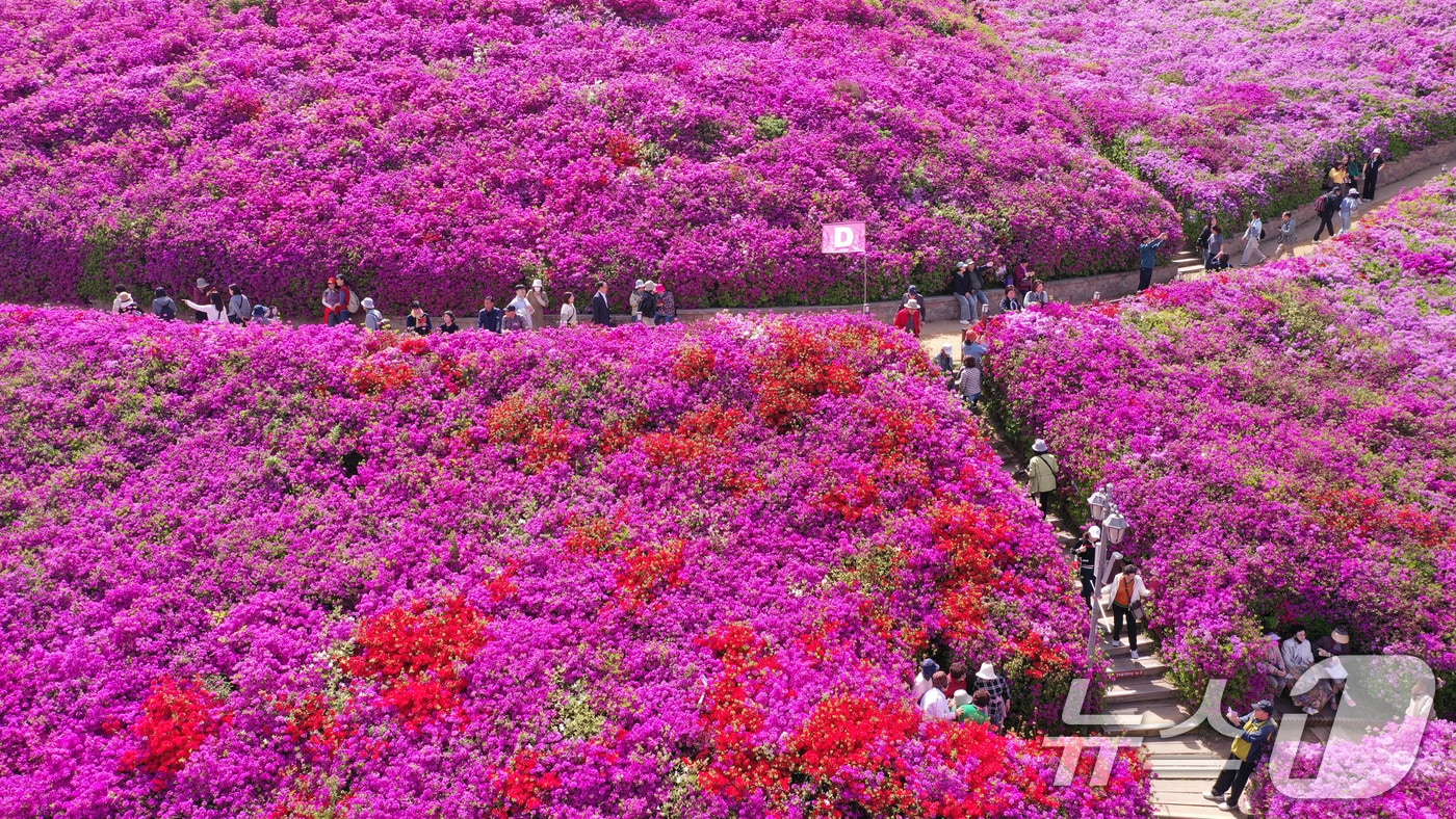 군포철쭉축제가 열리고 있는 22일 경기 군포시 철쭉동산에 철쭉이 만개해 시민들의 시선을 사로잡고 있다. 2026.4.22 ⓒ 뉴스1 김영운 기자