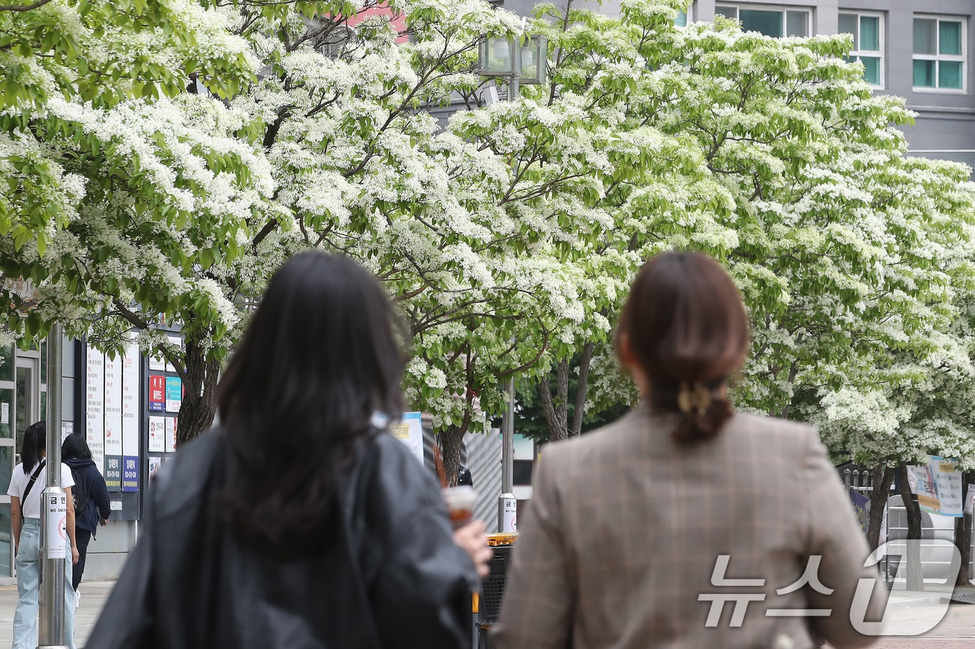 시민들이 쌀밥처럼 꽃이 핀 이팝나무 주변을 걸어가고 있다. (자료사진)