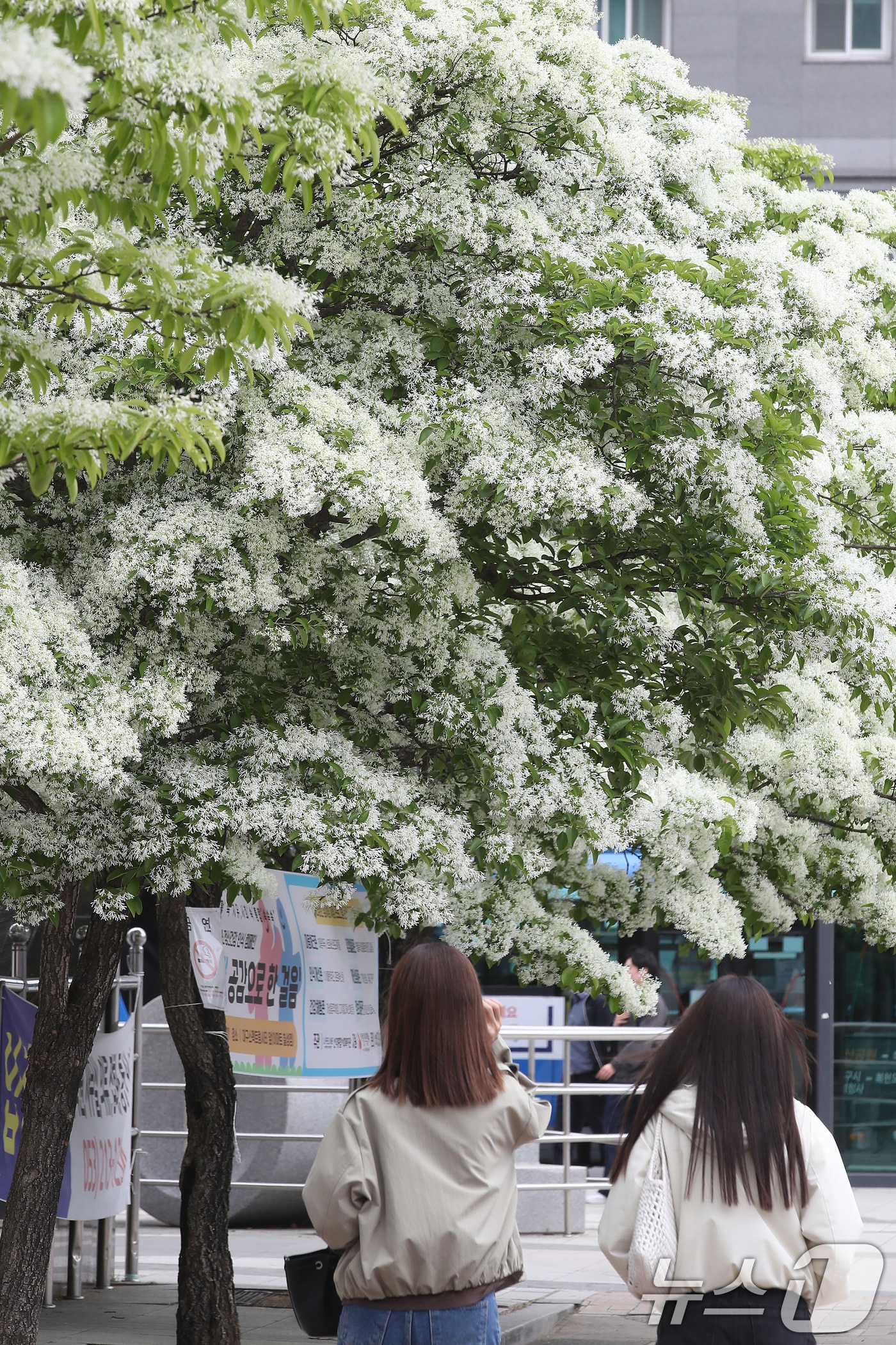 22일 대구 북구의 한 쇼핑몰 앞에서 시민들이 흰 쌀밥처럼 꽃이 핀 이팝나무 아래를 걷고 있다. 2026.4.22 ⓒ 뉴스1 공정식 기자