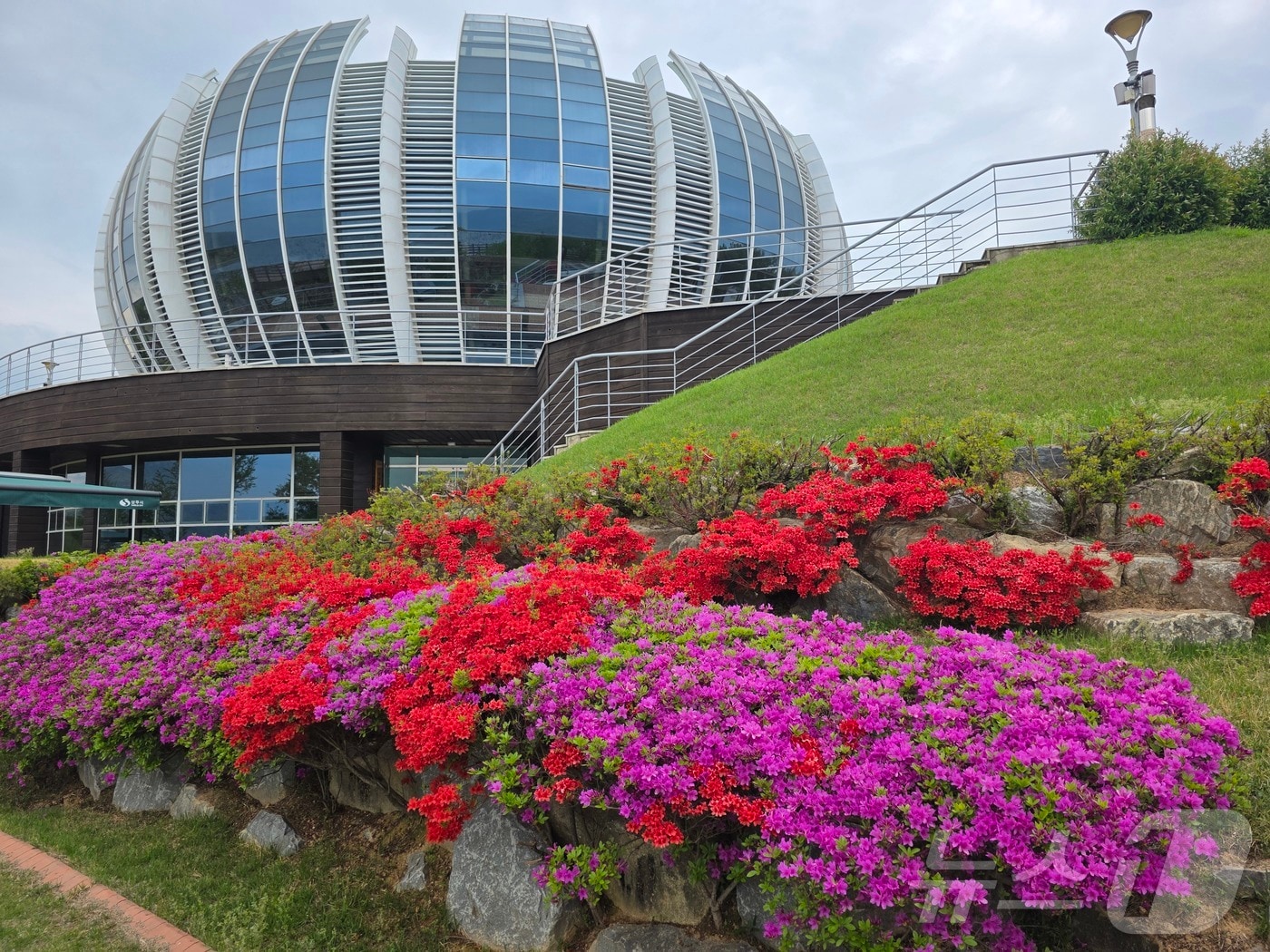 경북 상주시는 23일 올해 4월 경북 상주 중덕지 자연생태공원이 꽃잔디로 물들며 봄 힐링 여행지로 주목받고 있다. ⓒ 뉴스1 김대벽기자