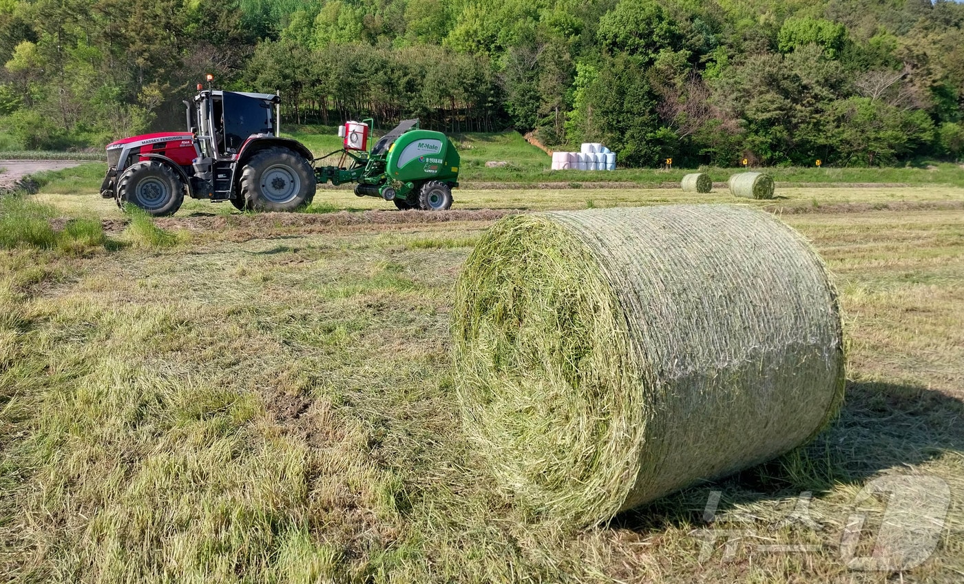 조사료 사일리지 제작.(강진군 제공, 재배포 및 DB 금지) ⓒ 뉴스1