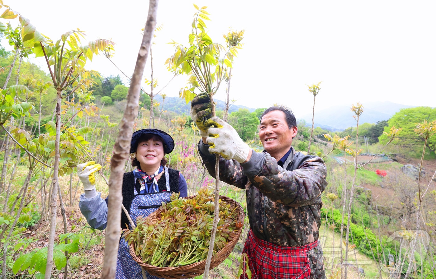 지난 23일 지리산 자락인 경남 함양군 마천면 의중마을에서 장철안 씨 부부가 봄나물의 으뜸으로 꼽히는 옻순을 따고 있는 모습 (함양군 제공. 재판매 및 DB 금지) 