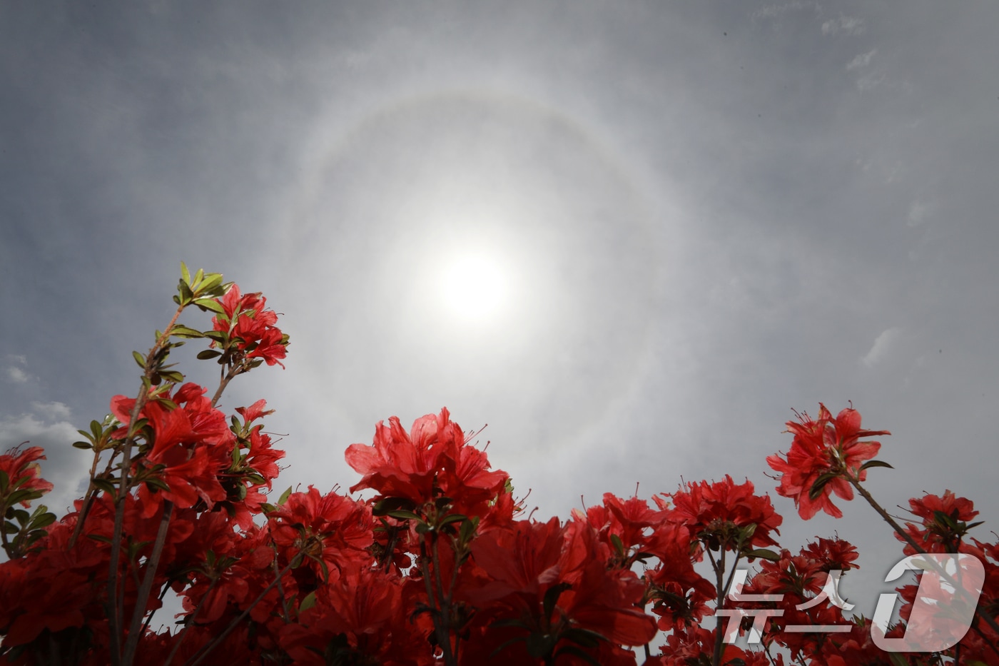 23일 오후 경남 함안군 함안강나루생태공원 위 하늘에 해무리가 떠 있다. 해무리는 대기 중 수증기가 굴절돼 태양 주변으로 둥근 원 모양이 나타나는 현상이다. 2026.4.23 ⓒ 뉴스1 윤일지 기자