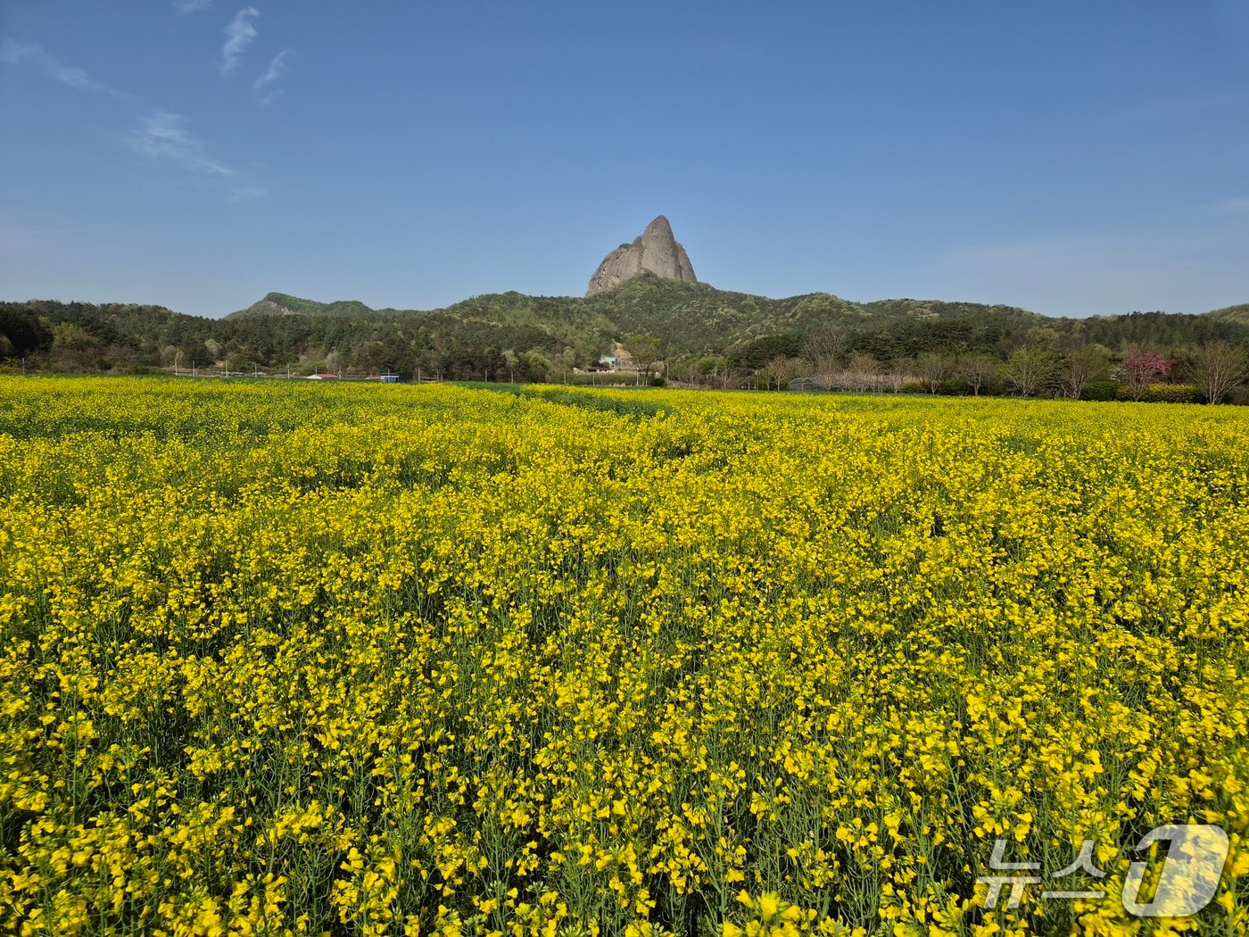 전북 진안군 농업기술센터 내 약 5000㎡ 규모 부지에 봄의 전령사인 유채꽃이 만개하며 방문객들의 눈길을 사로잡고 있다.(진안군제공, 재판매 및 DB금지)2026.4.23/뉴스1