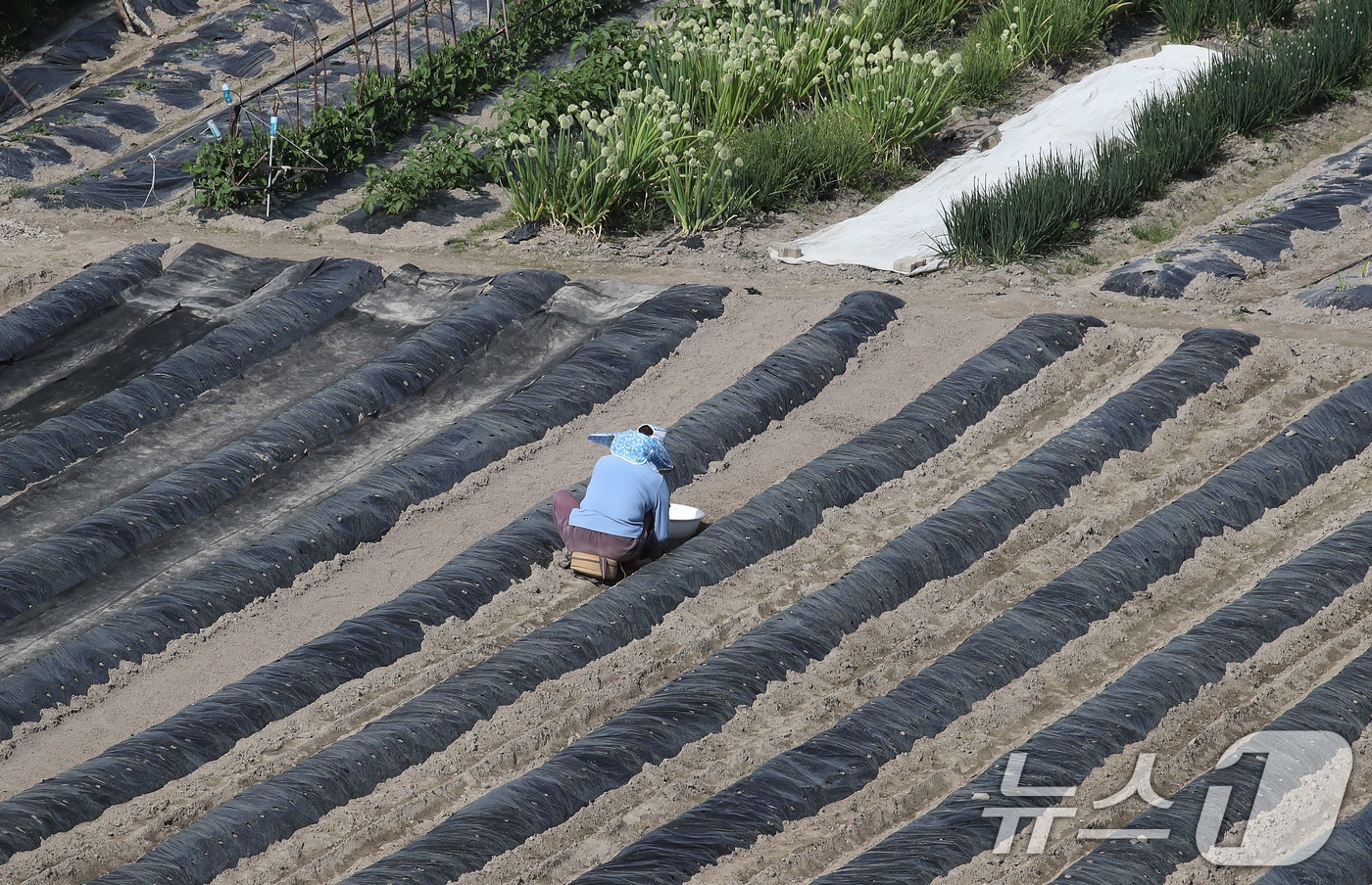 23일 대구 수성구 들녘에서 한 농민이 보온용 비닐을 덮어둔 밭을 손질하며 농사를 준비하고 있다. 중동 사태 이후 비닐 값이 뛰어 농가에 큰 부담이 되고 있다. 2026.4.23 ⓒ 뉴스1 공정식 기자