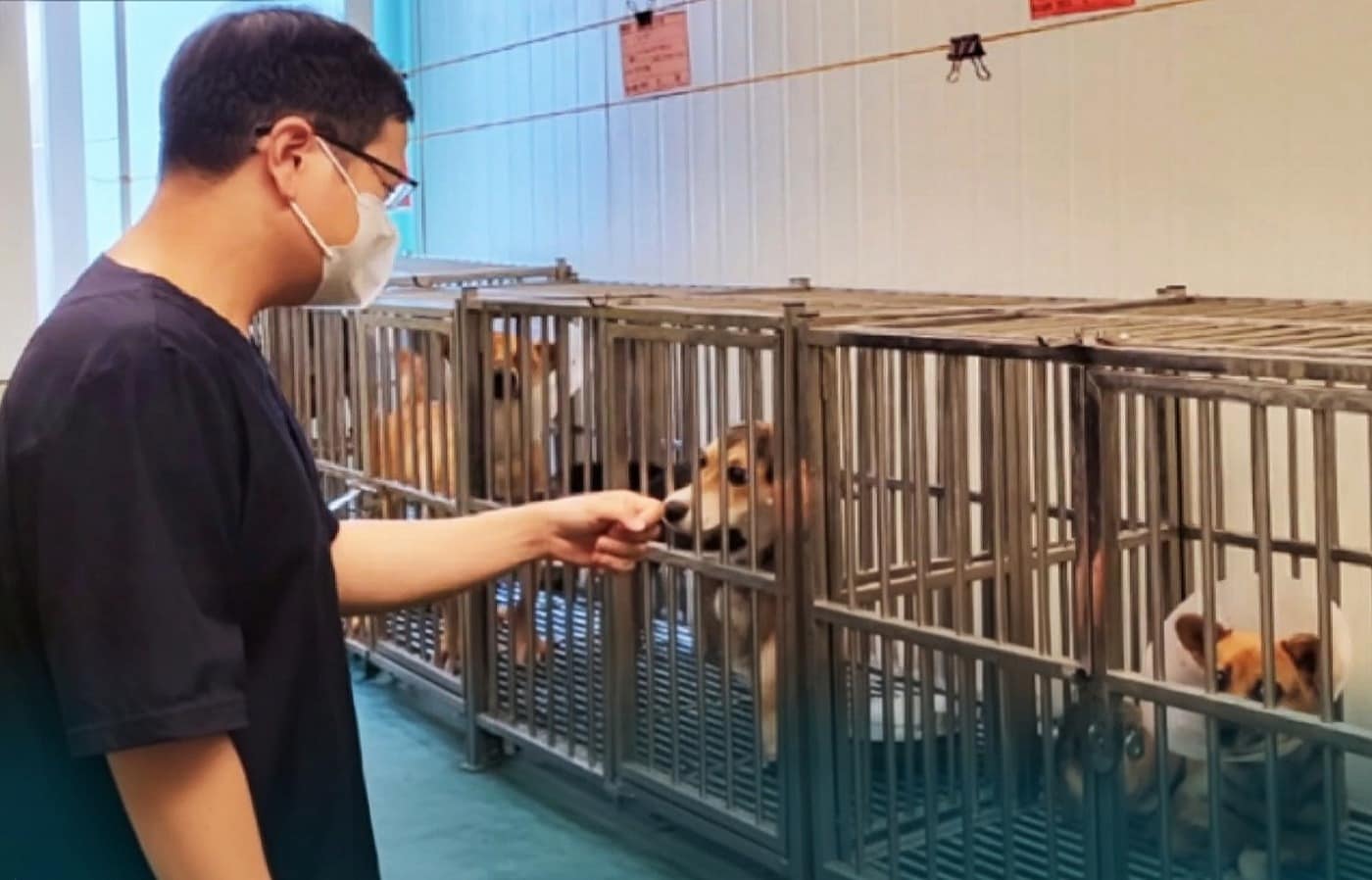 부산 유기동물, 입양 전부터 관리된다...건강검진·등록 체계 구축 - 뉴스 썸네일 이미지
