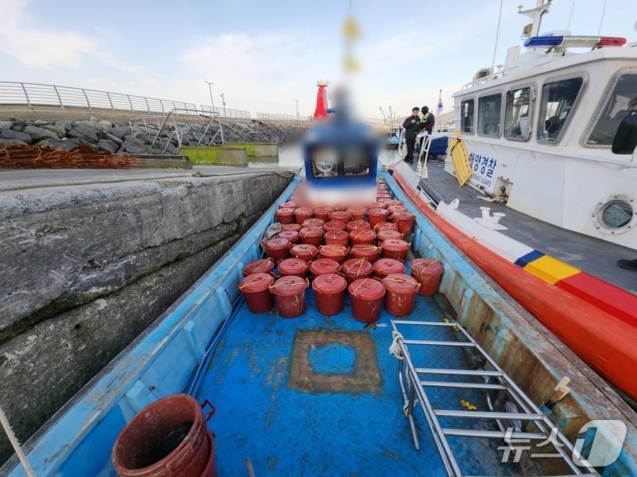군산해경 해삼 불법 채취 적발 (군산해경 제공. 재판매 및 DB 금지)