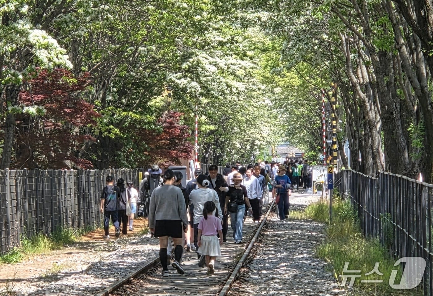 26일 오전 11시께 전북 전주시 덕진구 팔복예술공장 인근 철길에 이팝나무가 만개했다.2026.4.26/뉴스1 문채연 기자