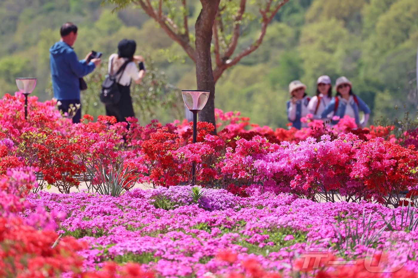 27일 전북 임실군 옥정호 붕어섬에 철쭉과 꽃잔디 등이 활짝 피어 관광객들의 시선을 사로 잡고 있다.(임실군제공, 재판매 및 DB금지)2026.4.27 ⓒ 뉴스1 김동규 기자