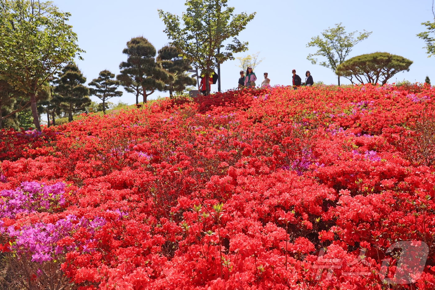 전북 임실군 옥정호 붕어섬에 철쭉이 만개했다.(임실군제공. 재판매 및 DB금지)2026.4.27/뉴스1 