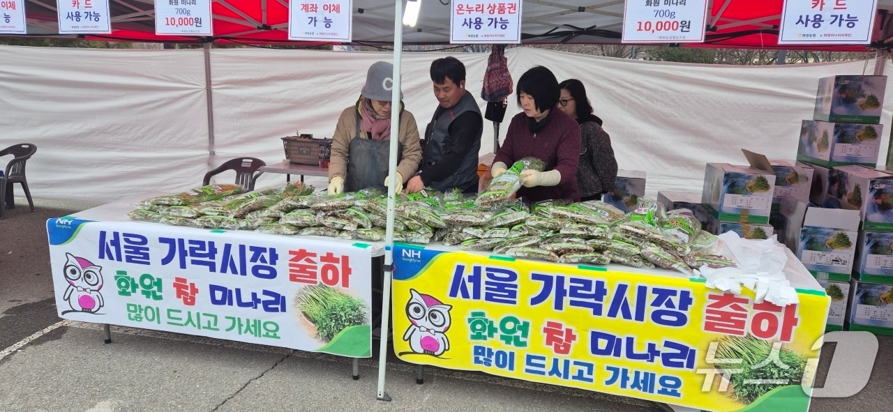 대구 달성군 '화원 참미나리'가 서울 가락시장에서 3개월 동안 31.8톤 어치나 팔렸다.(대구 달성군 제공. 재판매 및 DB금지)
