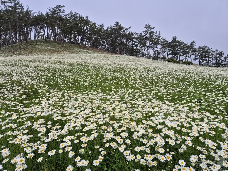 2025년 섬 샤스타데이지 축제 (신안군 제공. 재판매 및 DB금지) ⓒ 뉴스1 