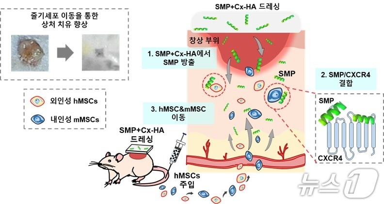 줄기세포 이동, 정착, 재생까지 제어하는 차세대 액티브 저비용 드레싱 모식도. (아주대 제공. 재판매 및 DB 금지) 2026.4.27/뉴스1 