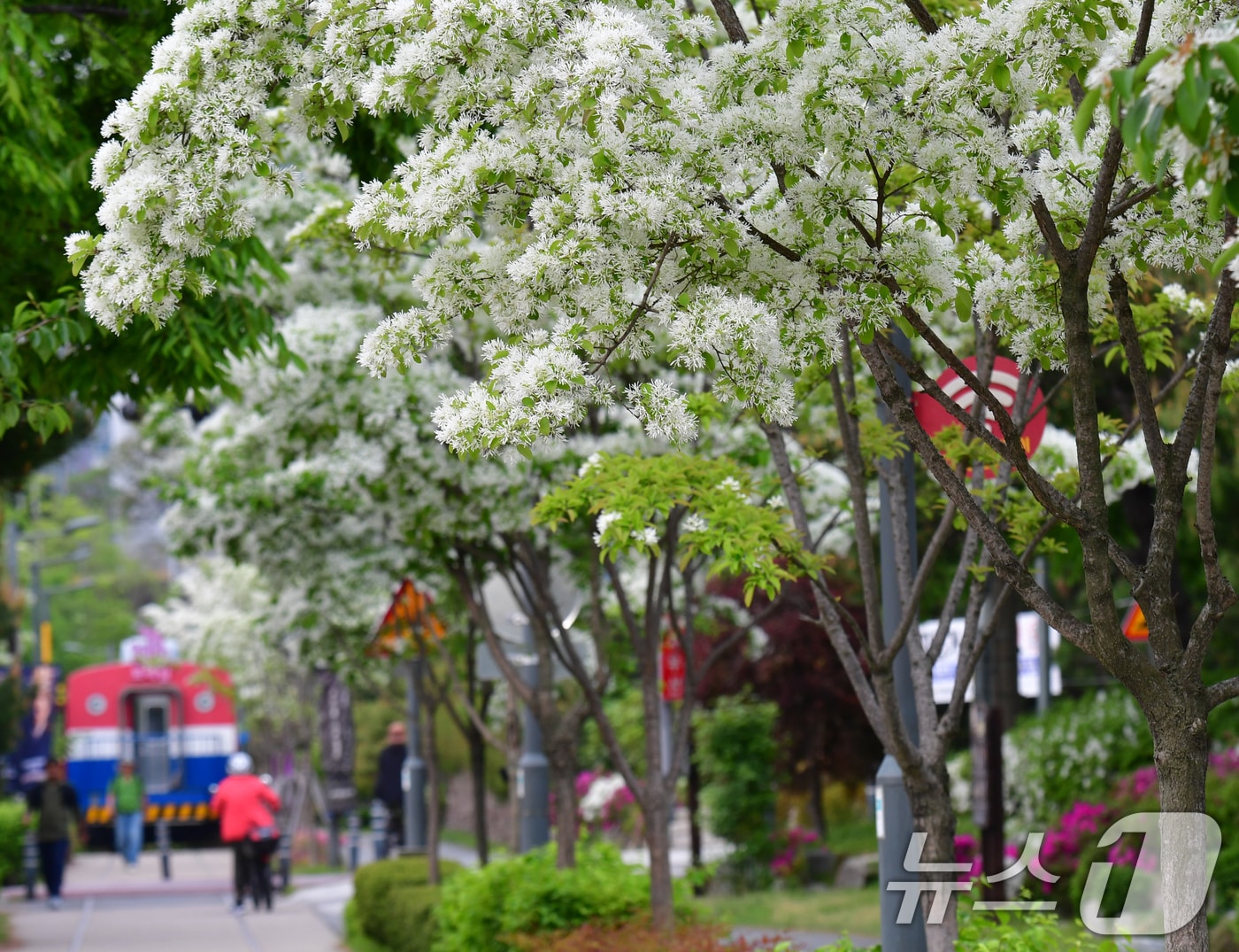 28일 경북 포항시 남구 대잠동 철길숲에 이팝나무가 만개했다. 2026.4.28 ⓒ 뉴스1 최창호 기자