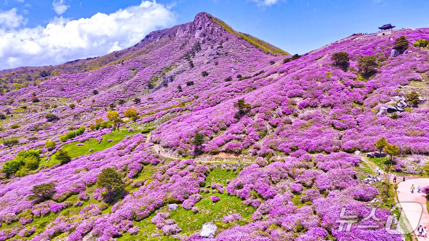 산청 황매산 철쭉(산청군 제공. 재판매 및 DB금지).
