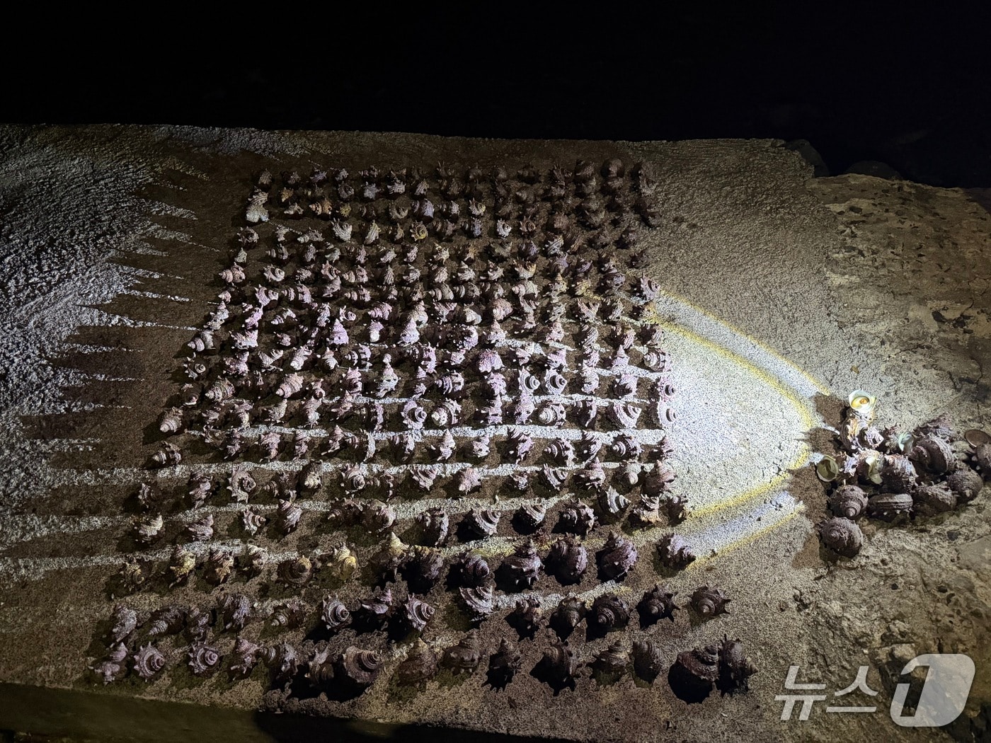 불법 채취 소라(제주해경서 제공. 재판매 및 DB금지)/뉴스1