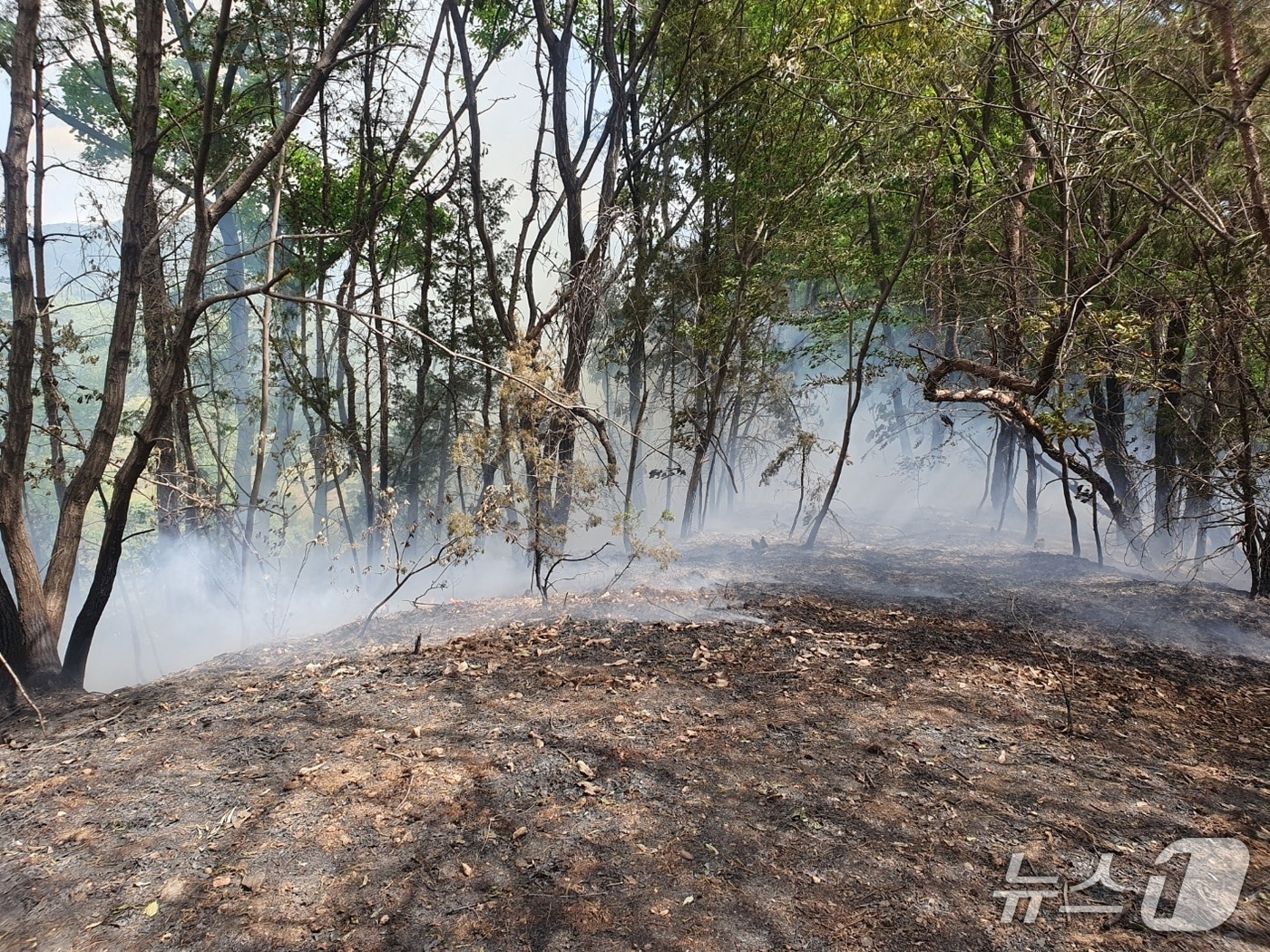  공주 계룡면 내흥리 산불 현장. (공주소방서 제공, 재판매 및 DB금지) / 뉴스1