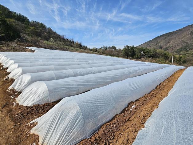 단양군 노지수박 부직포 터널재배 모습(단양군 제공. 재판매 및 DB금지)