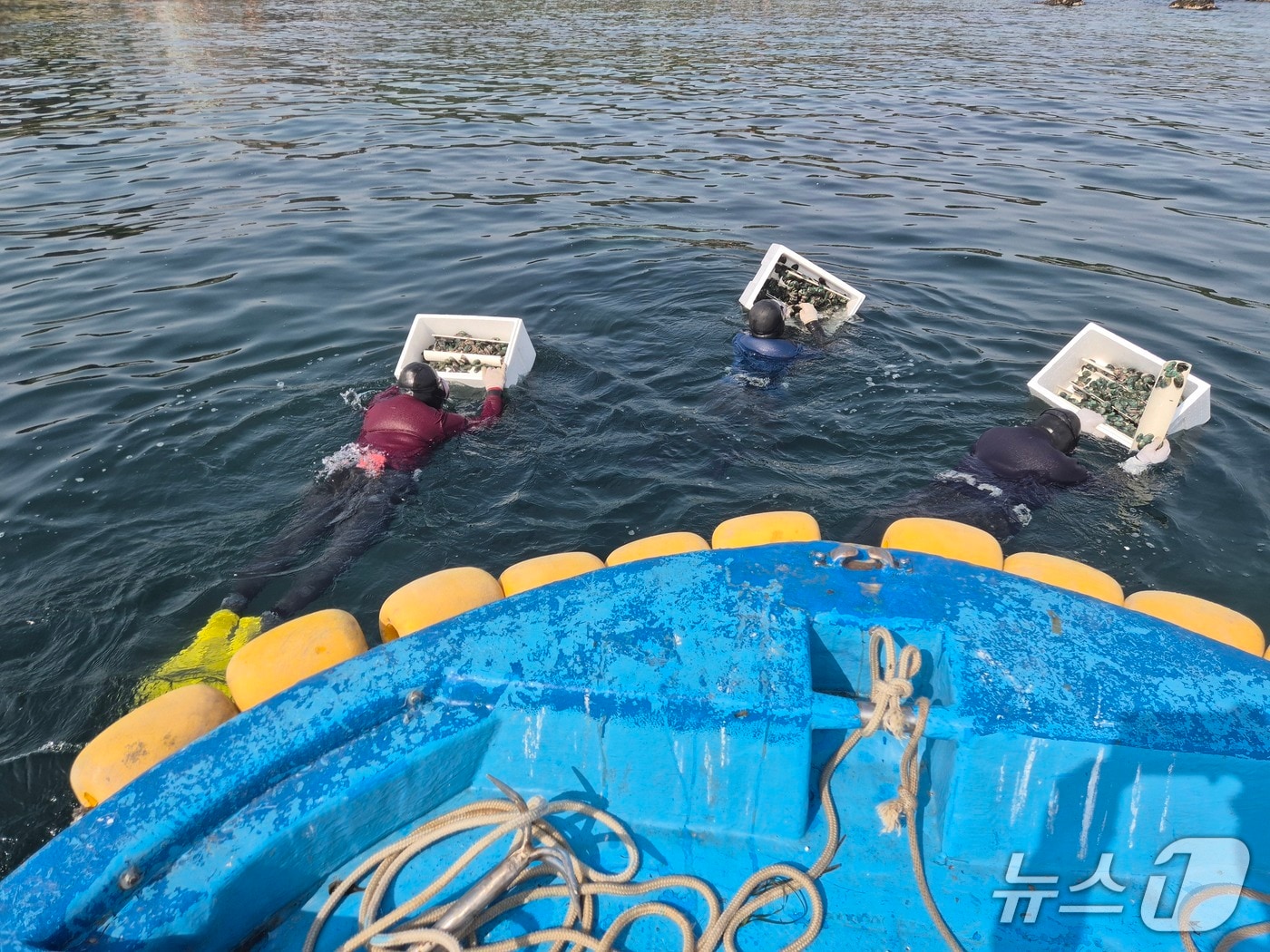 울산 북구 어촌계 소속 해녀들이 전복 종자를 배치하고 있다.(울산 북구 제공. 재판매 및 DB금지)/뉴스1
