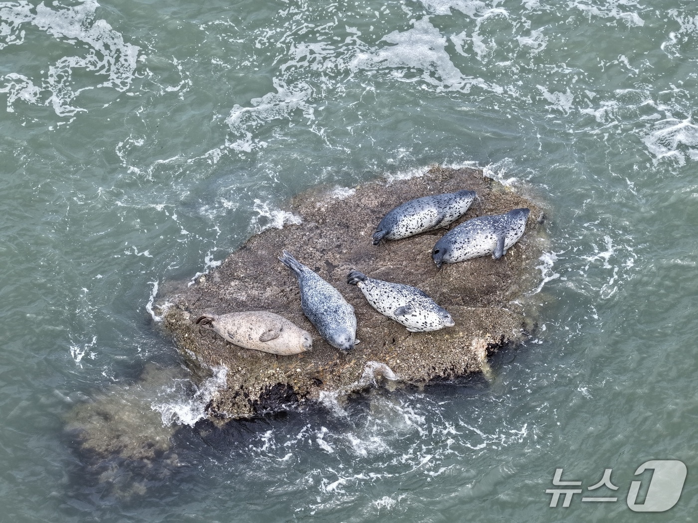 점박이물범(인천 녹색연합 제공/뉴스1)