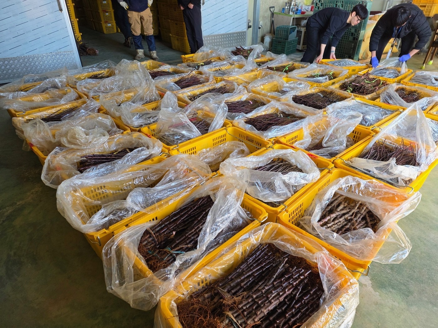 중국산 사과묘목 불법 수입 적발 현장.(농림축산검역본부 제공. 재판매 및 DB금지) 2026.4.29/뉴스1