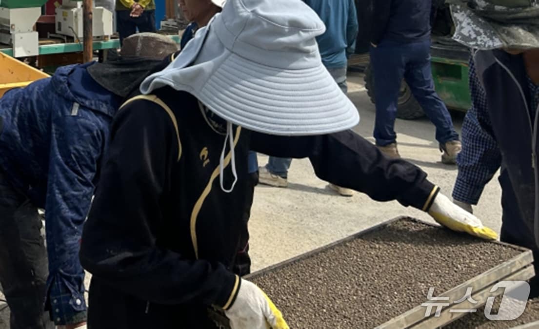 경북 포항시가 '안남미'로 불리는 쌀 '케이롱'과 '아미면' 품종을 시범 재배하고 있다. 사진은 케이롱 품종 모판을 준비하는 모습.(포항시 제공, 재팬매 및 DB금지) 2026.4.29/뉴스1㎏ 