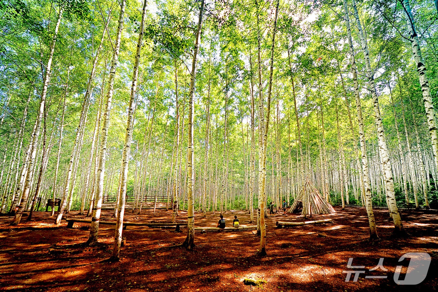 인제 자작나무숲.(인제군 제공. 재판매 및 DB금지)/뉴스1