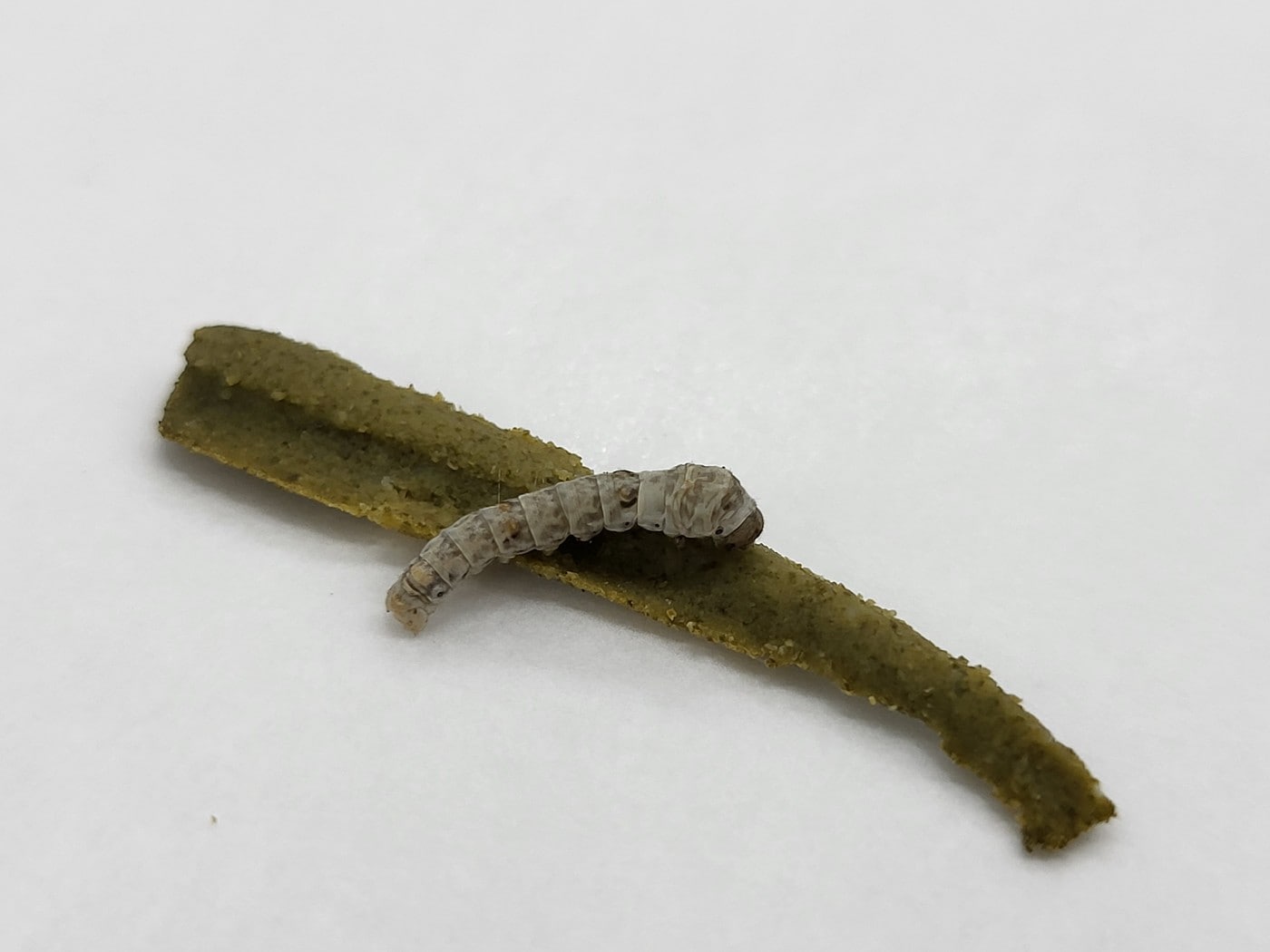 농촌진흥청이 개발한 전용사료와 누에 (농촌진흥청 제공. 재판매 및 DB금지) 2026.4.29 /뉴스1