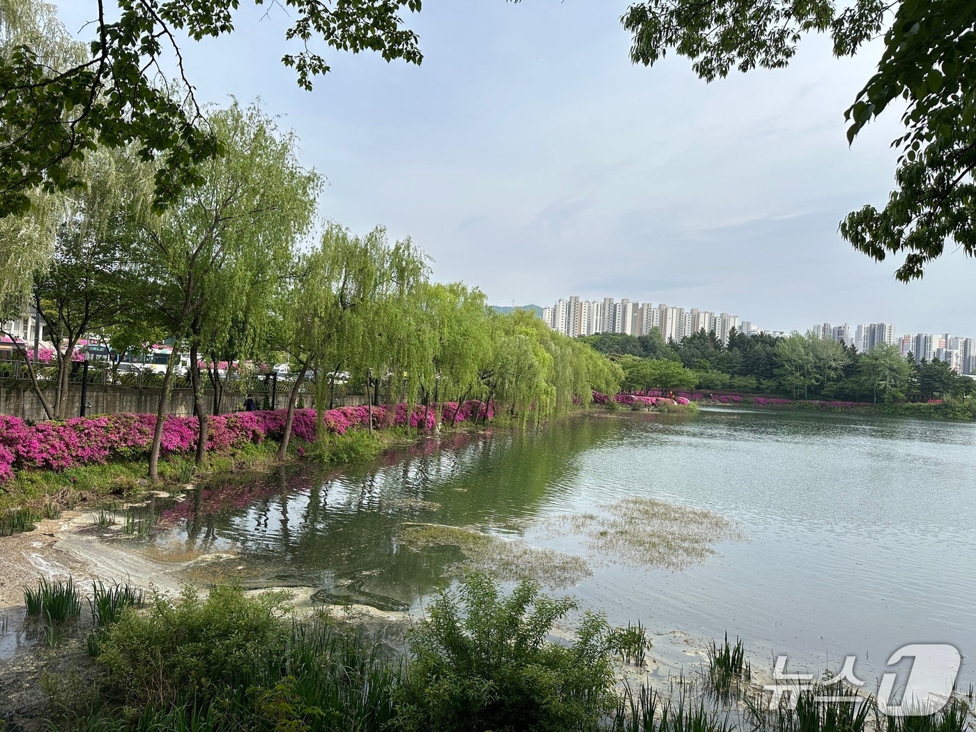  충주 호암지 봄 풍경.2026.4.27/뉴스1