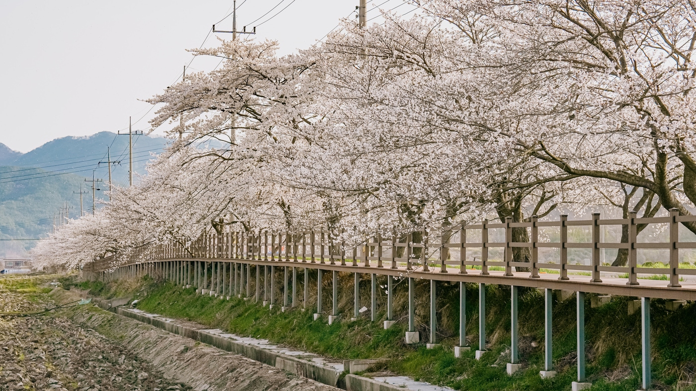 19회 주산벚꽃축제 진행 모습.(보령시 제공. 재판매 및 DB금지)/뉴스1