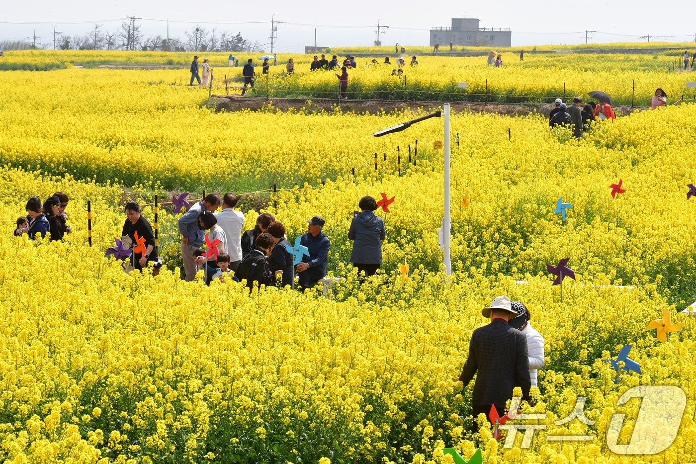 경북 포항시 남구 호미곶면 유채밭에서 관광객들이 샛길을 따라 걷고 있다. 이 곳에서는 지난 4~5일 유채꽃 축제가 열렸다. 2026.4.3 ⓒ 뉴스1 최창호 기자