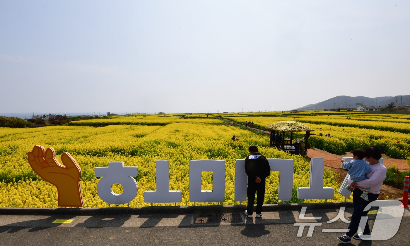 경북 포항시 남구 호미곶면 유채밭이 노랗게 물들었다. 단일 면적으로 최대 규모인 이곳에서는 4~5일 유채꽃축제가 열린다.2026.4.3/ ⓒ 뉴스1 최창호 기자