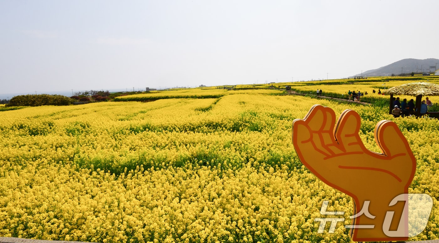 3일 경북 포항시 남구 호미곶면 유채밭이 노랗게 물들었다. 이곳에서는 4~5일 유채꽃축제가 열린다.2026.4.3 ⓒ 뉴스1 최창호 기자