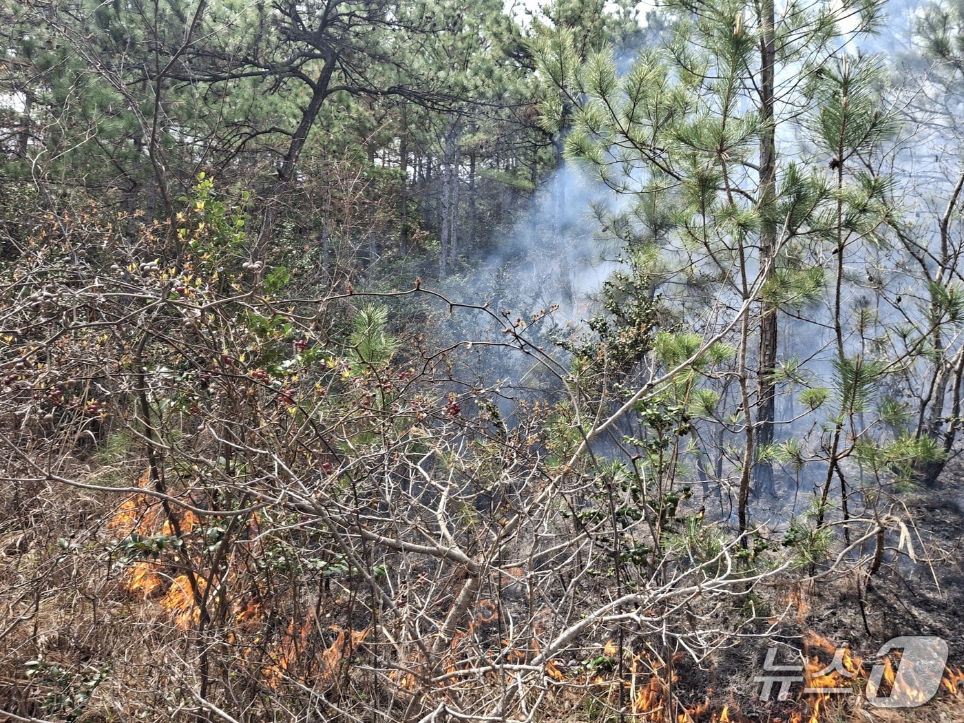 3일 오후 1시 29분쯤 전남 영암군 삼호읍의 한 고등학교 인근 야산에서 불이 나 소방당국이 진화하고 있다.(전남소방본부 제공. 재판매및 DB 금지)