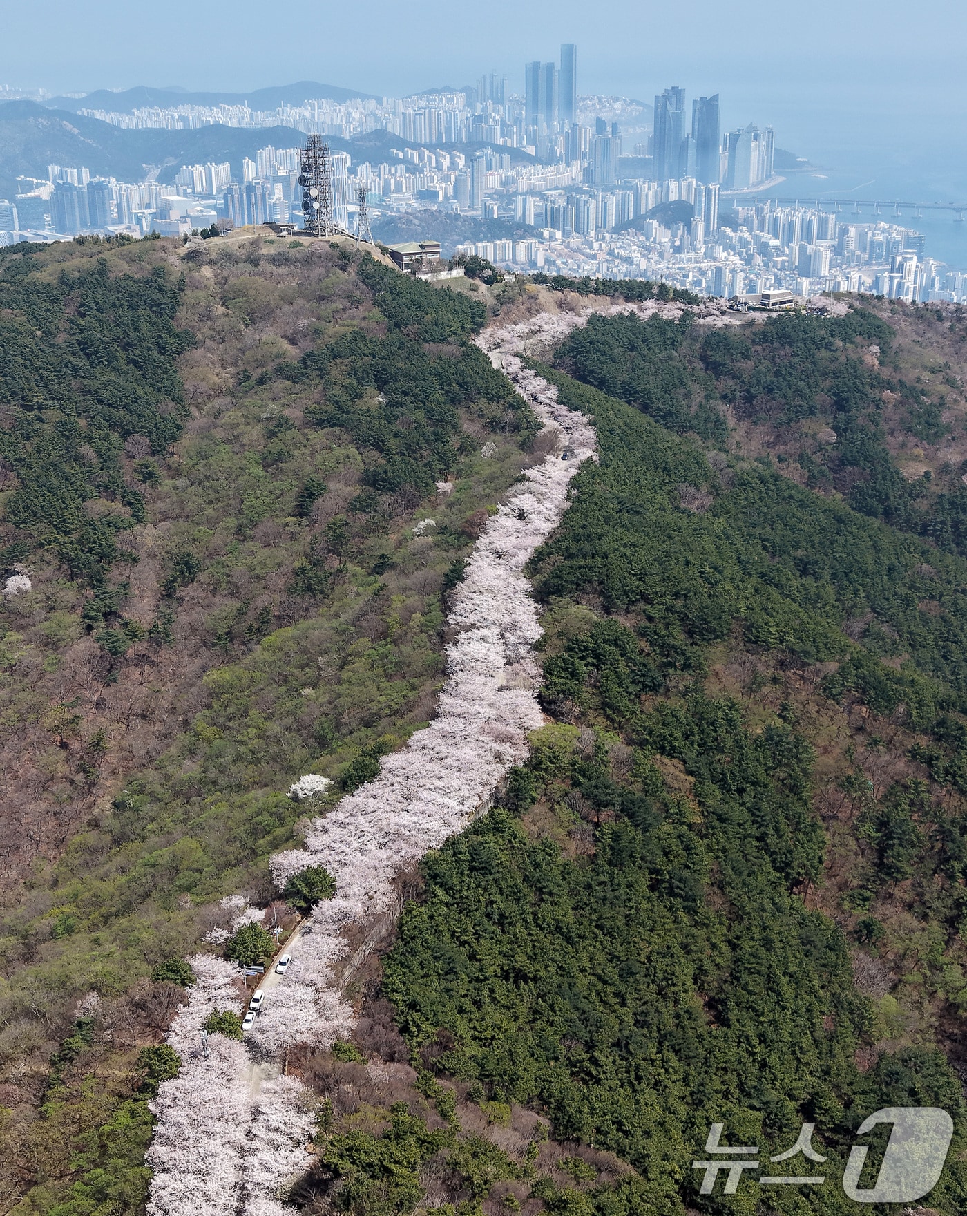 포근한 봄날씨를 보인 3일 부산 황령산 벚꽃길을 찾은 시민들이 드라이브하며 봄 정취를 만끽하고 있다. 2026.4.3 ⓒ 뉴스1 윤일지 기자