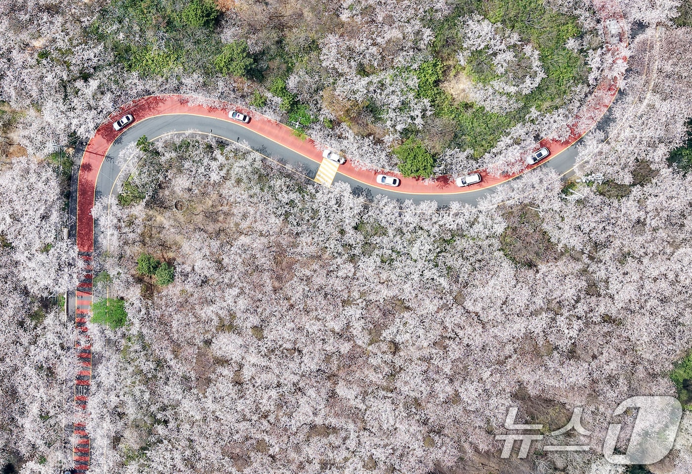 지난 3일 부산 황령산 벚꽃 군락지 모습 2026.4.3 ⓒ 뉴스1 윤일지 기자