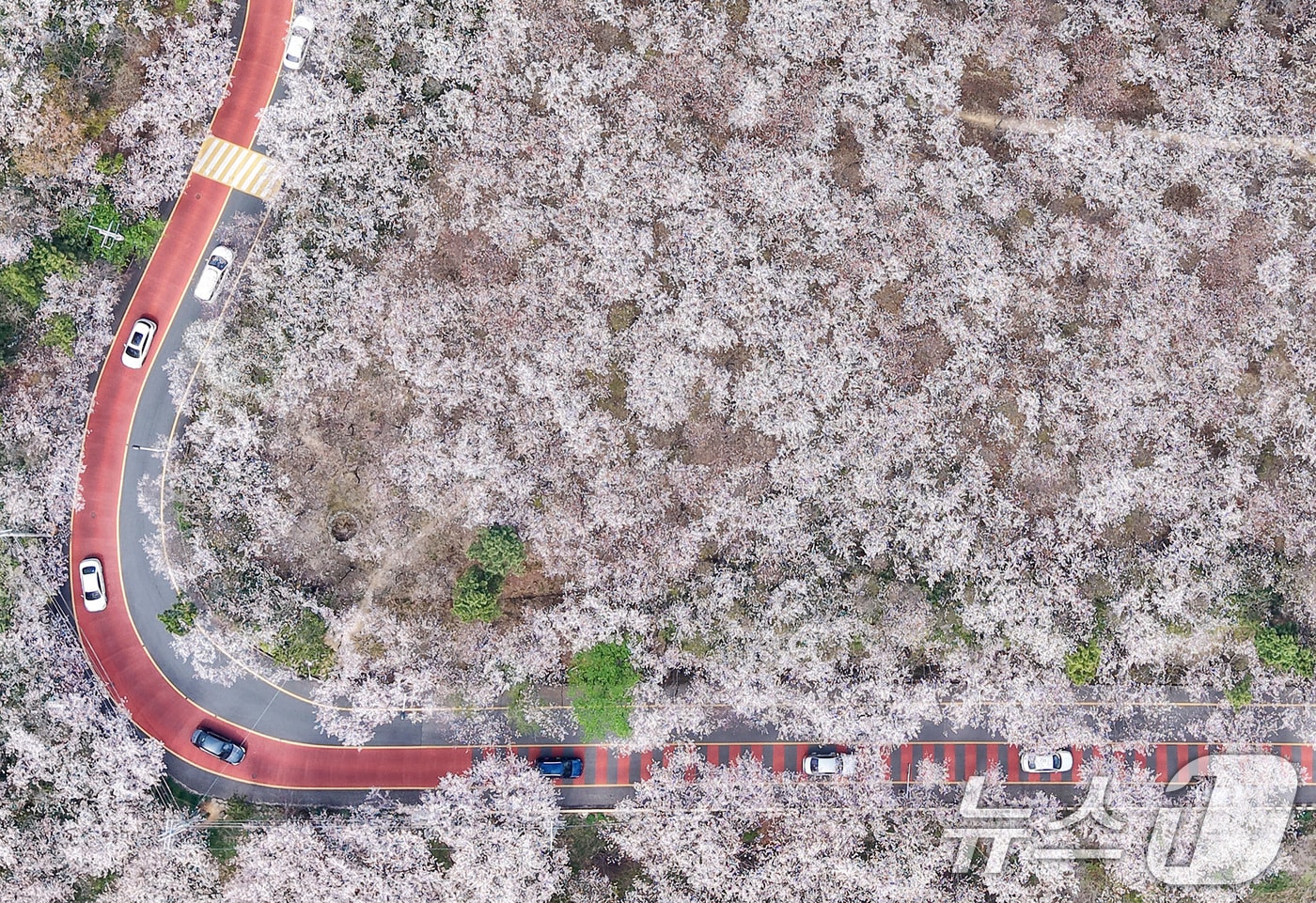 포근한 봄날씨를 보인 3일 부산 황령산 벚꽃 군락지를 찾은 시민들이 드라이브하며 봄 정취를 만끽하고 있다. 2026.4.3 ⓒ 뉴스1 윤일지 기자