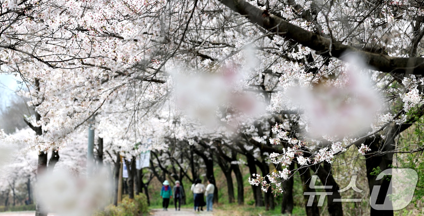 3일 전북 전주시 조경단로 일원에서 시민들이 활짝 핀 벚꽃길을 따라 걷고 있다. 2026.4.3 ⓒ 뉴스1 유경석 기자