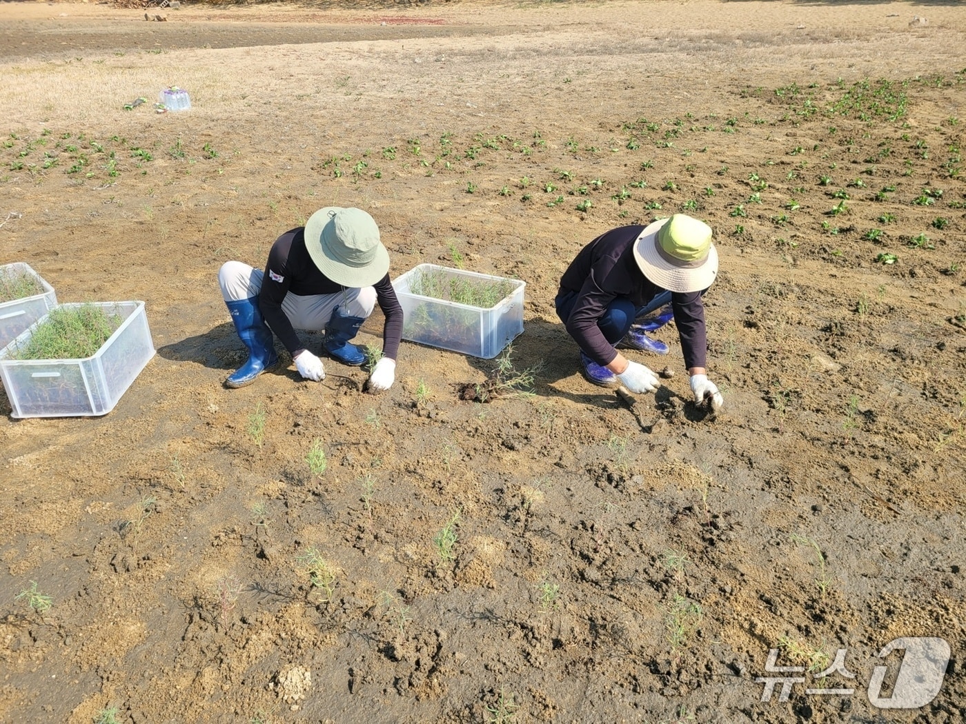 블루카본 생태계 복원 현장.(경기도 제공. 재판매 및 DB금지)