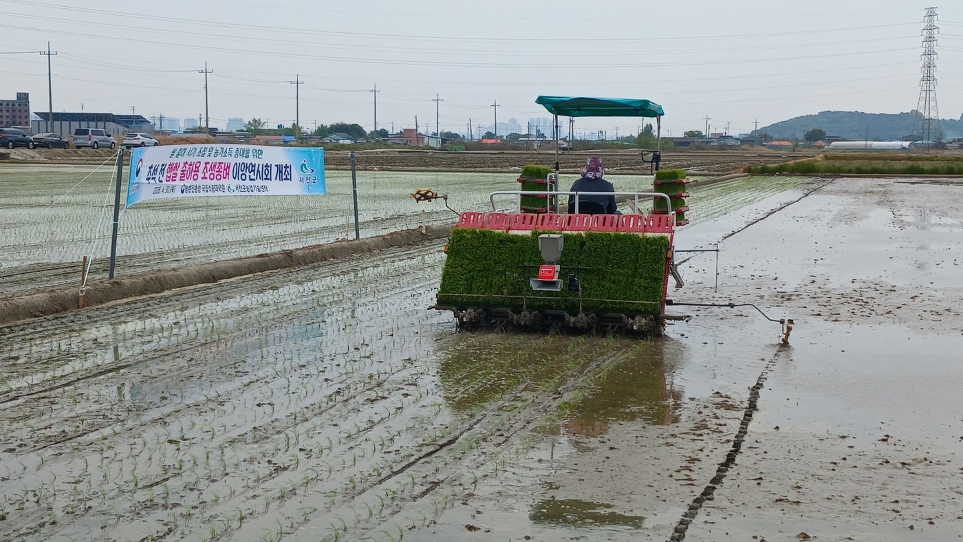 농촌진흥청 국립식량과학원과 서천군농업기술센터가 30일 공동개최한 '조기 모내기 조생종 벼 생육 관찰 및 모내기 시연회'에서 농업인이 작업을 하고 있다. (농촌진흥청 제공. 재판매 및 DB금지) 2026.4.30/뉴스1