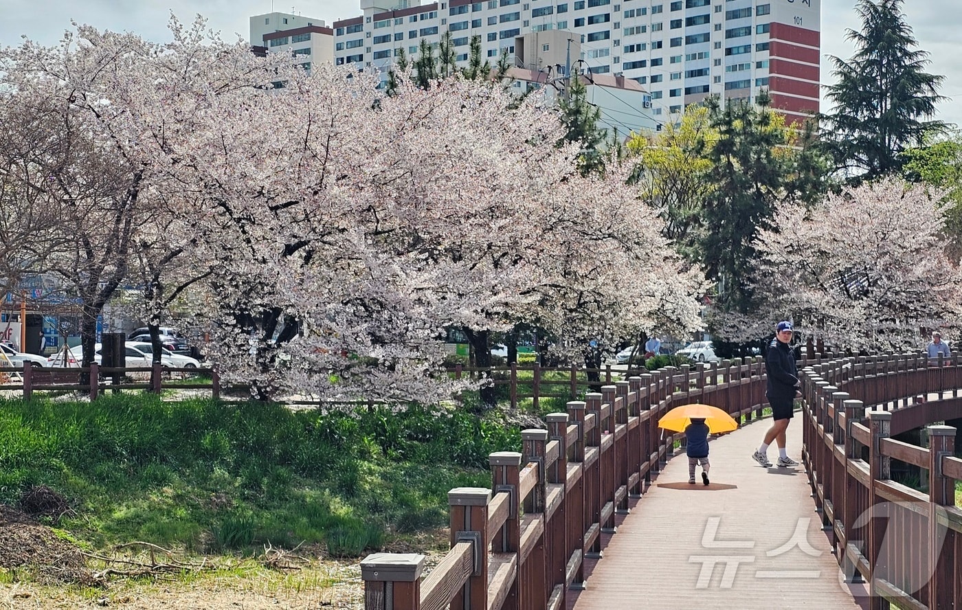 비가 그친 4일 벚꽃이 만개한 광주 서구 운천저수지에서 아이가 산책길을 걷고 있다. 2026.4.4 ⓒ 뉴스1 최성국 기자