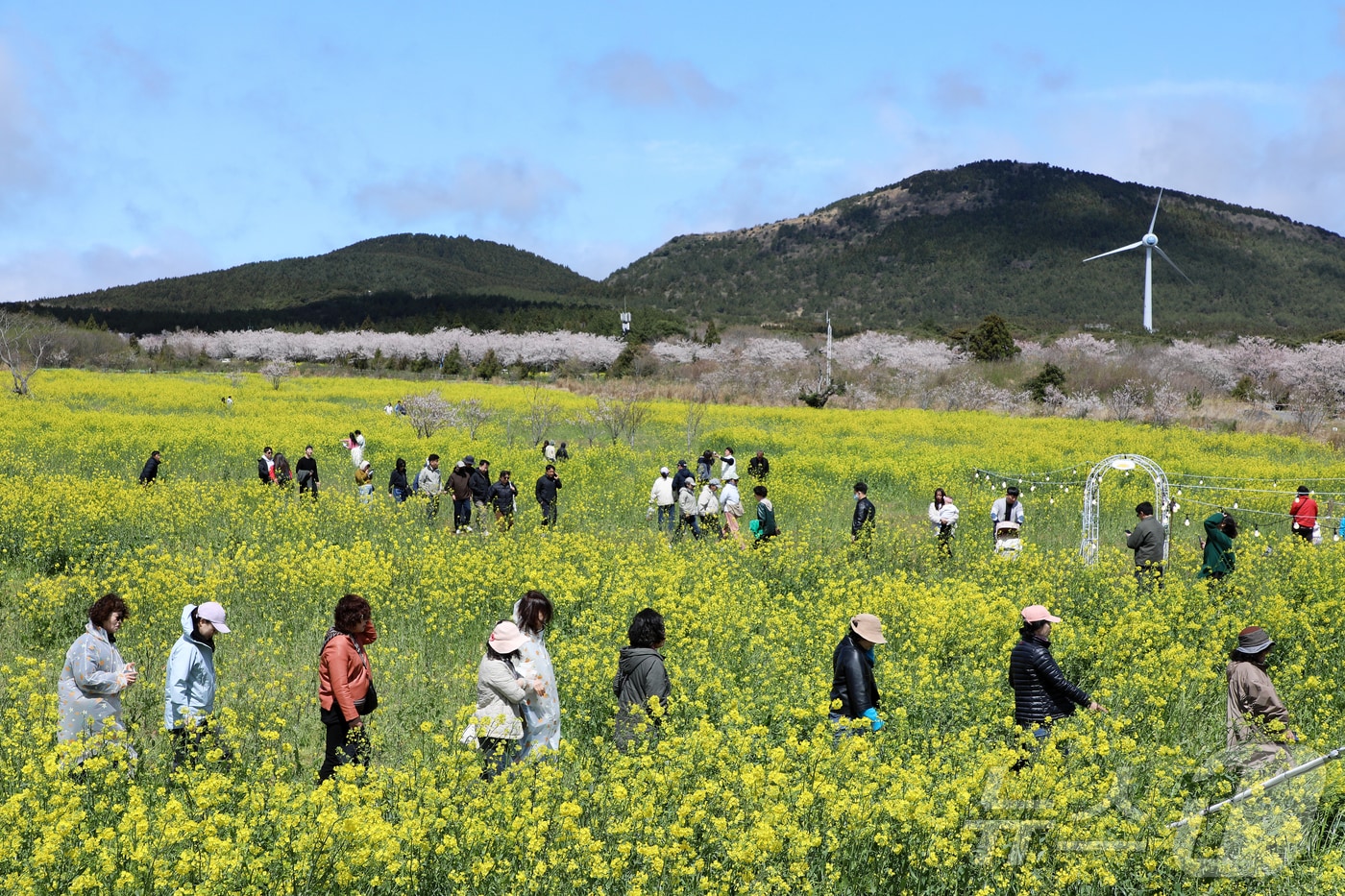 4일 오전 제주 서귀포시 표선면 가시리에서 열린 제43회 서귀포유채꽃축제에서 시민들이 봄기운을 만끽하고 있다. 2026.4.4 ⓒ 뉴스1 오미란 기자