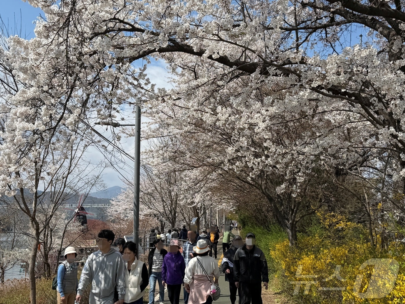 4일 오후 강원 춘천 공지천 일대에서 시민들이 만개한 벚꽃길을 걸으며 봄 기운을 만끽 하고 있다. ⓒ 뉴스1 한귀섭 기자