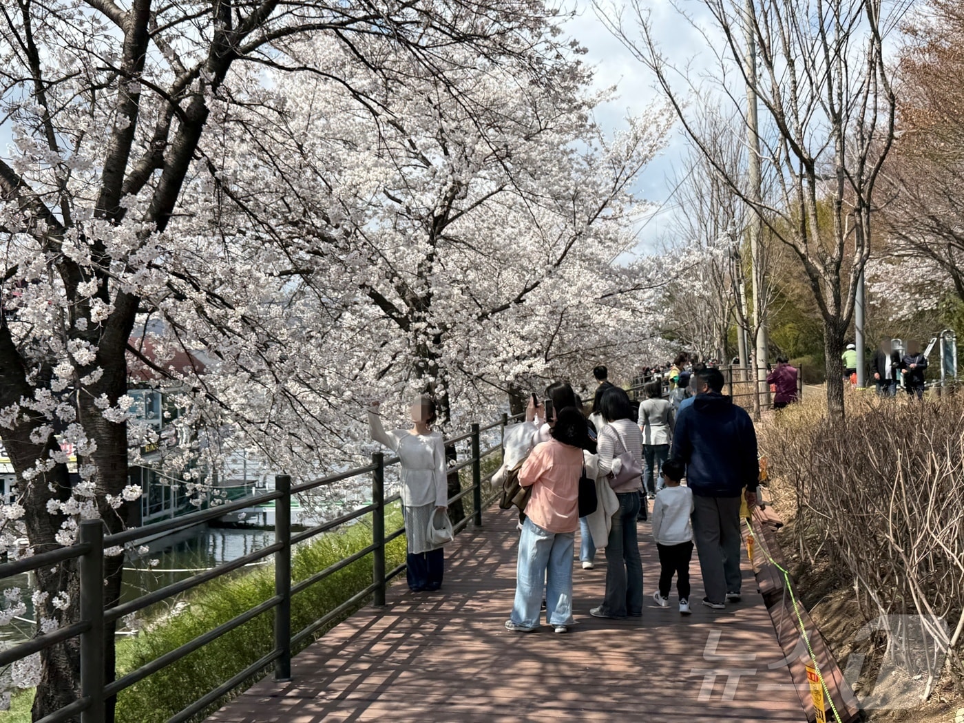 4일 오후 강원 춘천 공지천 일대에서 시민들이 만개한 벚꽃 앞에서 사진 촬영을 하고 있다. ⓒ 뉴스1 한귀섭 기자