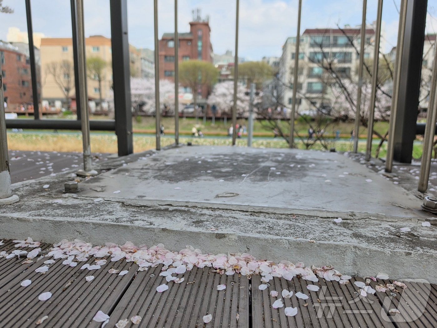 지난 4일 서울 은평구 불광천에 강풍이 불어 벚꽃잎이 떨어지고 있는 모습 ⓒ 뉴스1 황덕현 기후환경전문기자