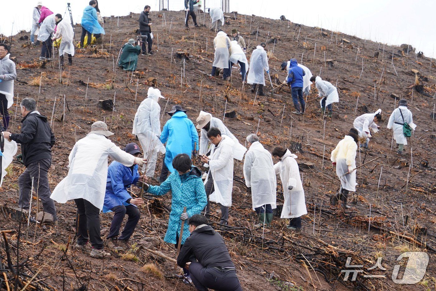 경북 안동 산불피해지 나무심기 행사(산림청 제공) /뉴스1
